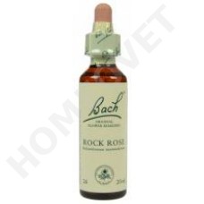Bach Rock Rose / Helianthemum nummularium (Zonneroosje)